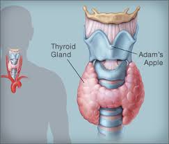 375x321_thyroid