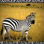 grants-zebra