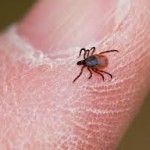 DeerTickFemale800