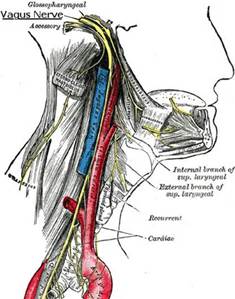 Vagus nerve slim healthy sexy
